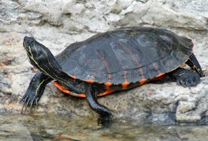Red-bellied Cooter